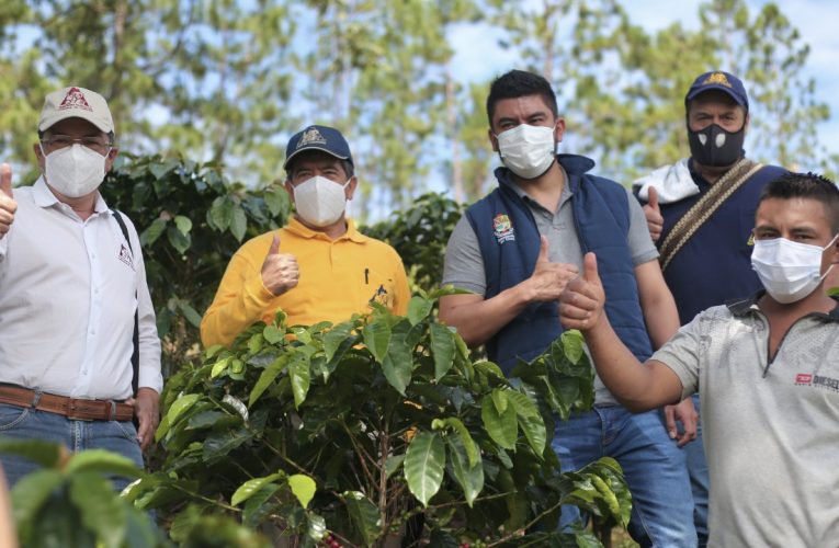 En el Cauca 19.000 familias avanzan en el fortalecimiento de la Caficultura