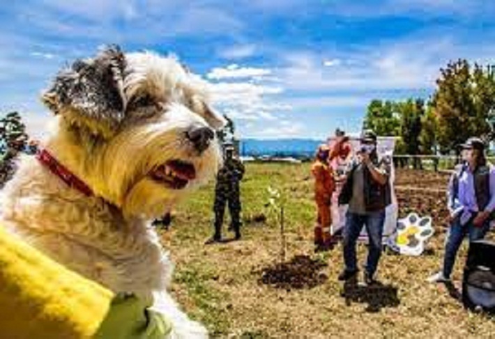 El Refugio Animal para Popayán es una realidad