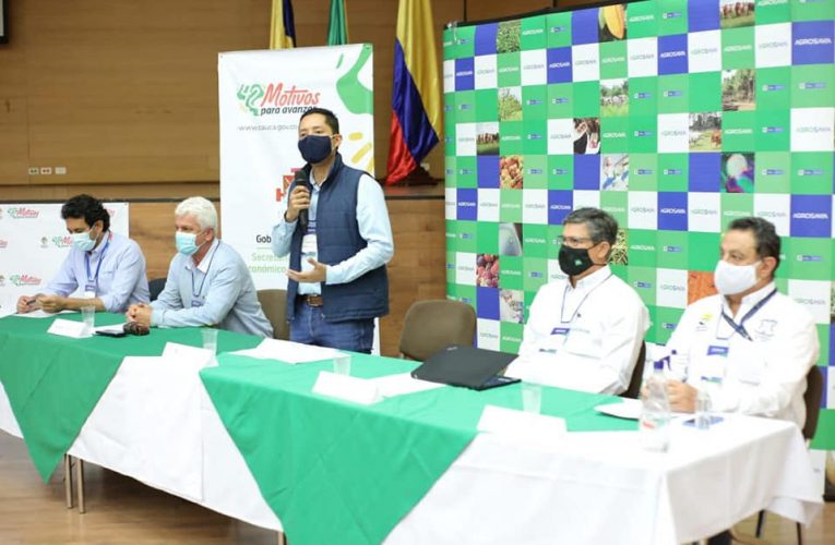 Avanza proyecto que impulsa la sostenibilidad y competitividad del sector quinuero en el Cauca.